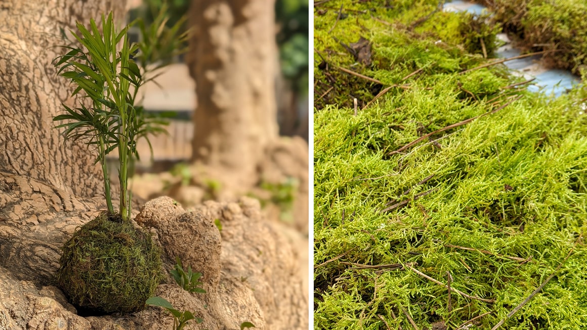 Curso de kokedamas. Planta ornamental japonesa