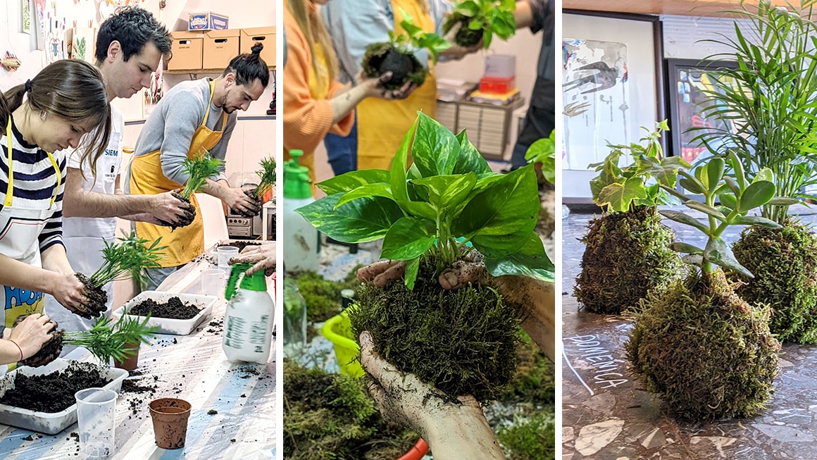Curso de kokedamas. Planta ornamental japonesa