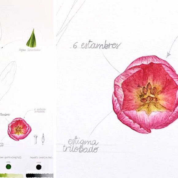 Curso de acuarela botánica: Tulipán